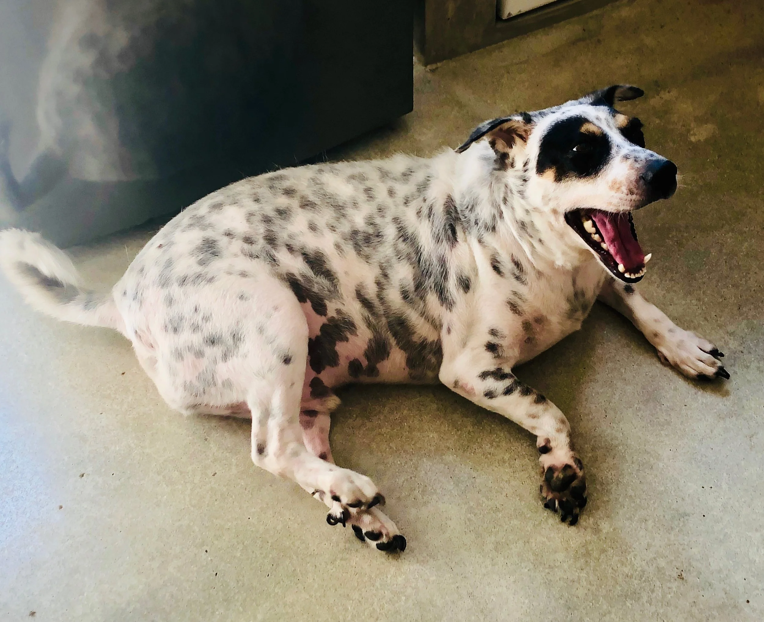 durgapura dog hospital