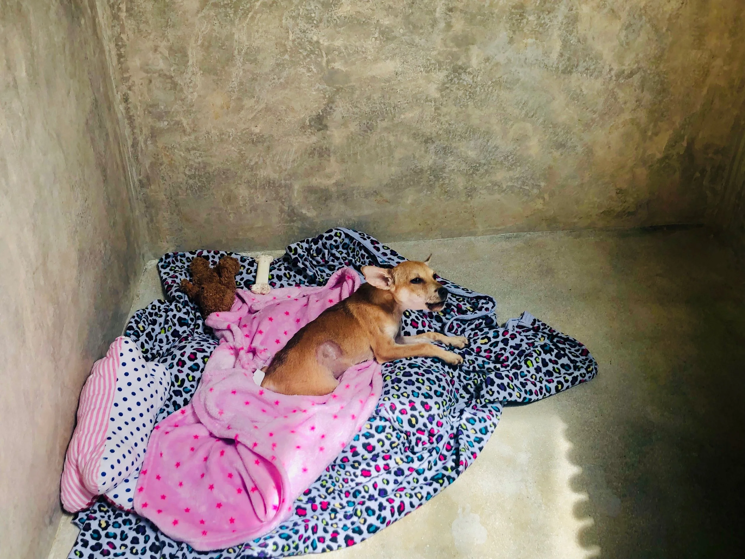 durgapura dog hospital