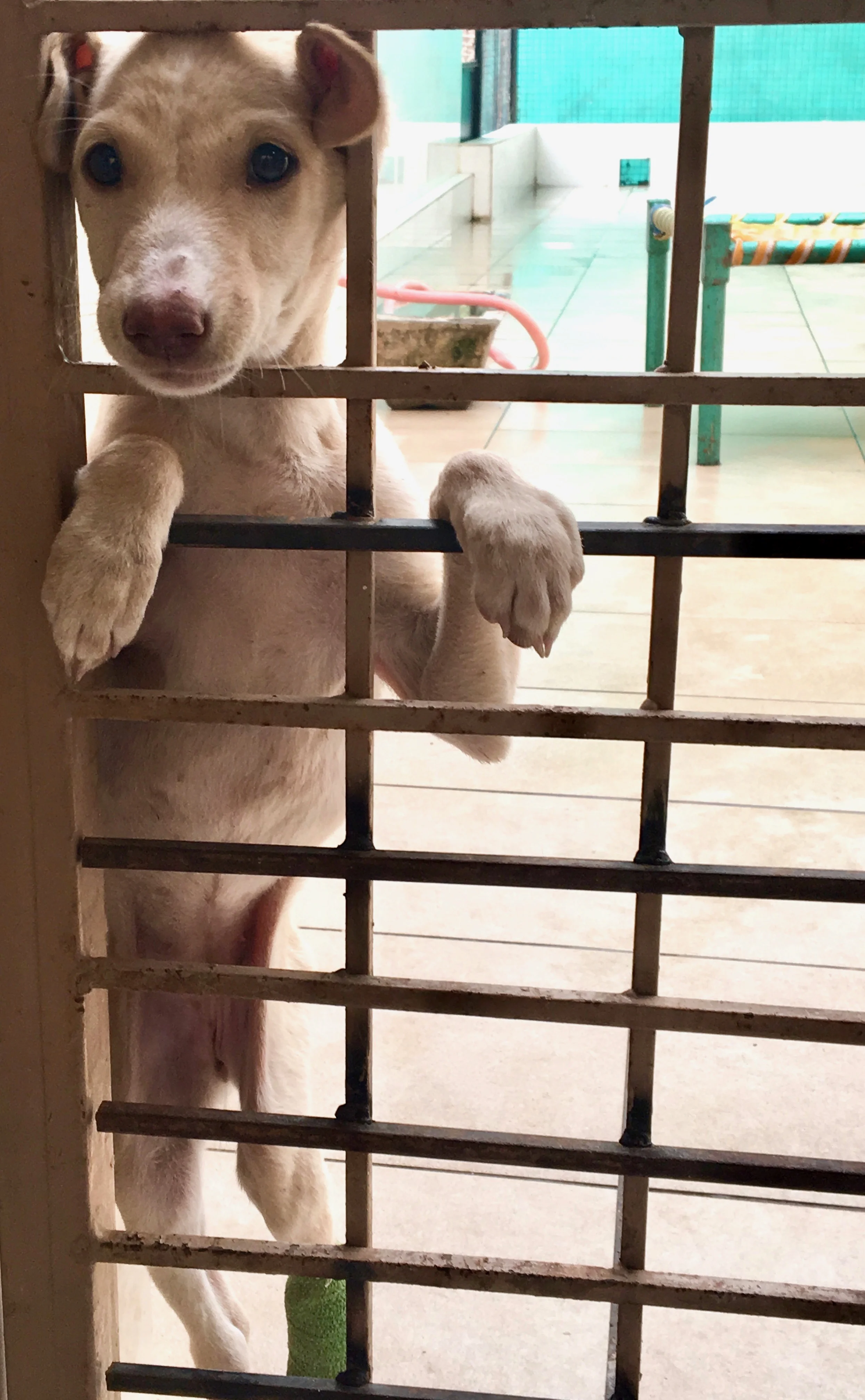 durgapura dog hospital