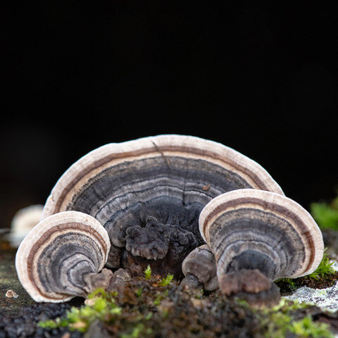 10_RAINBOW_FUNGUS_Trametes_versicolor_TRA1350.jpeg