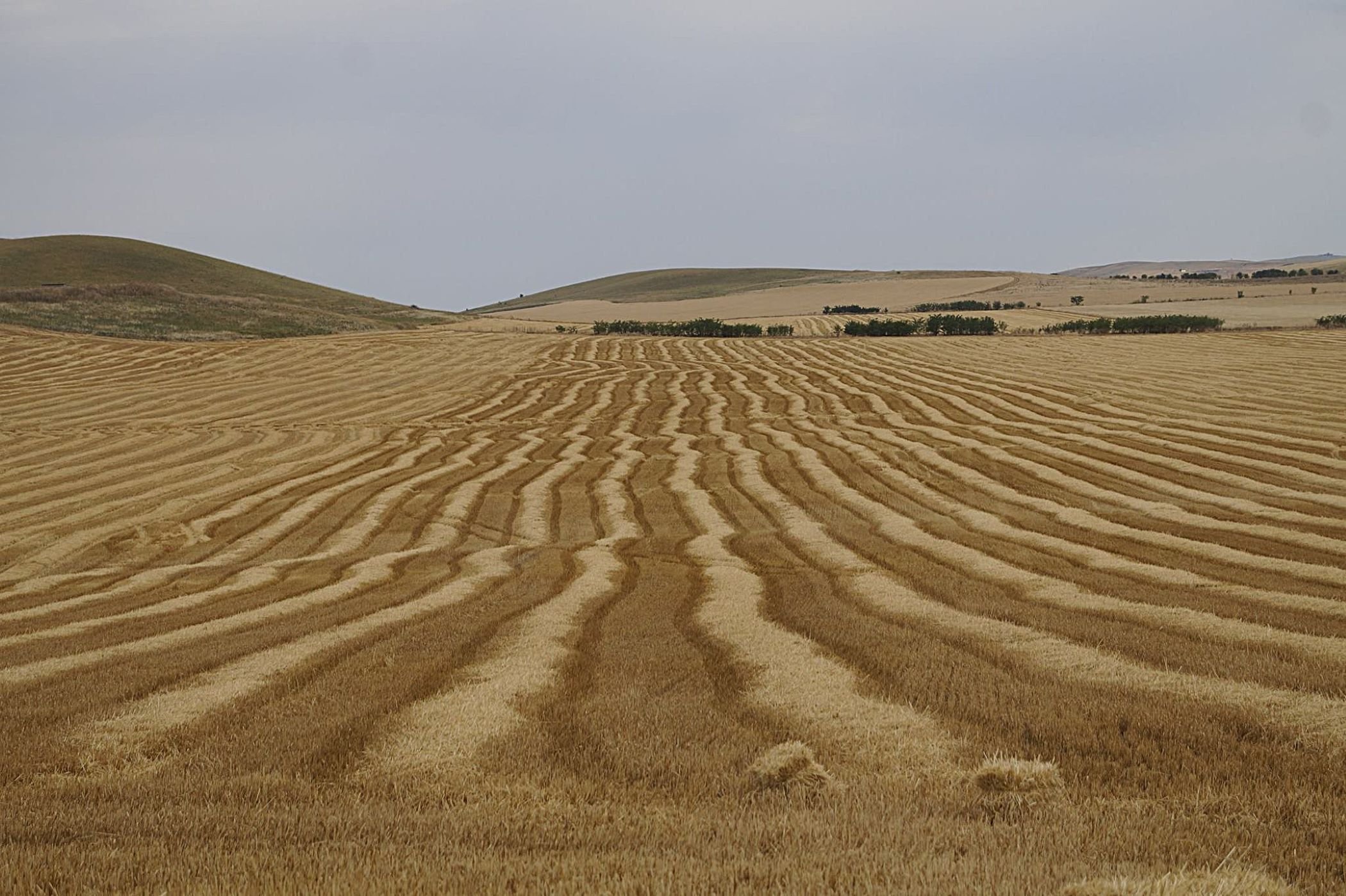 Vincenzo_Cohen_Shiraki_steppe (1).jpg