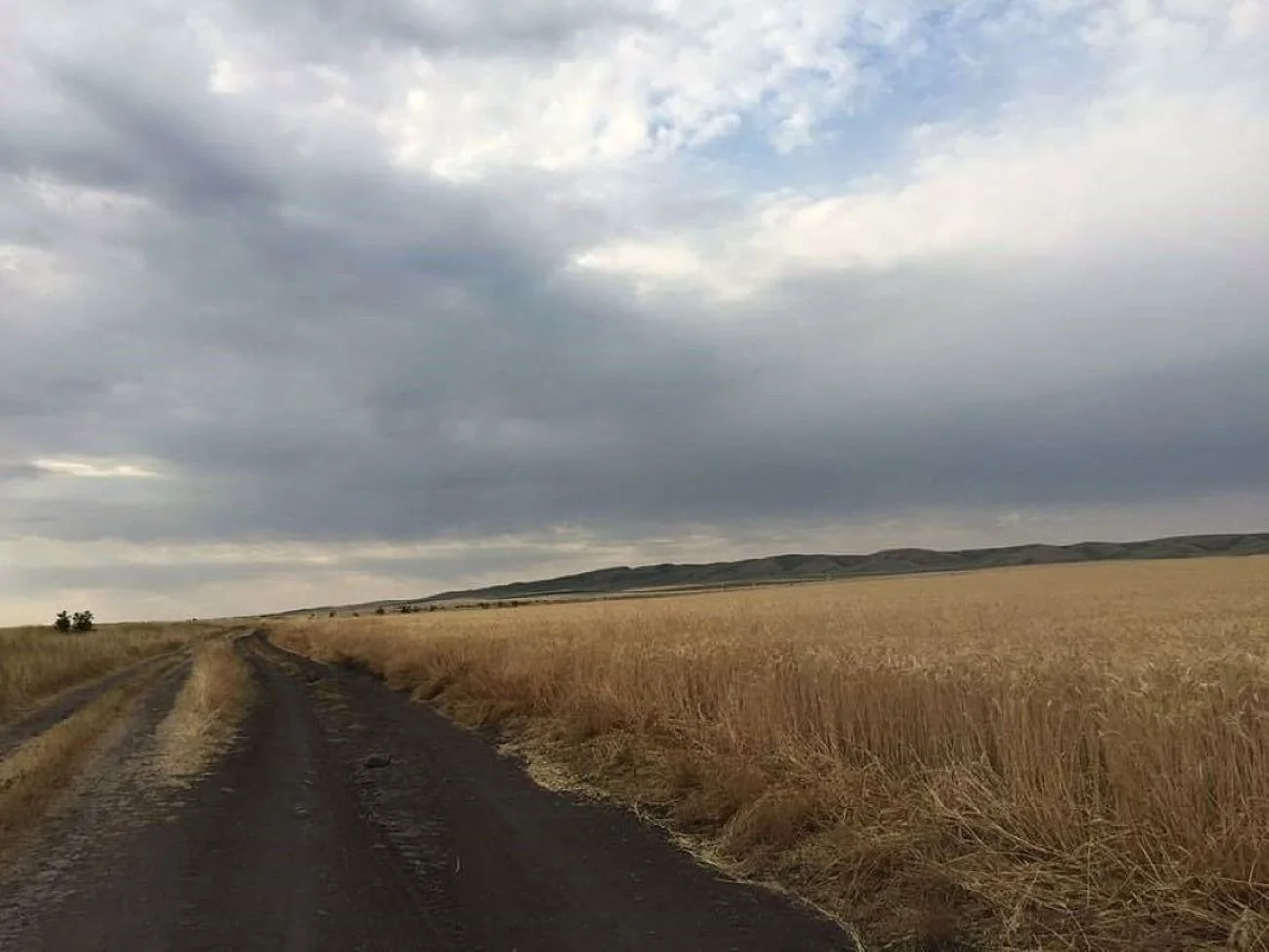 Vincenzo_Cohen_Shiraki_steppe (2).jpg