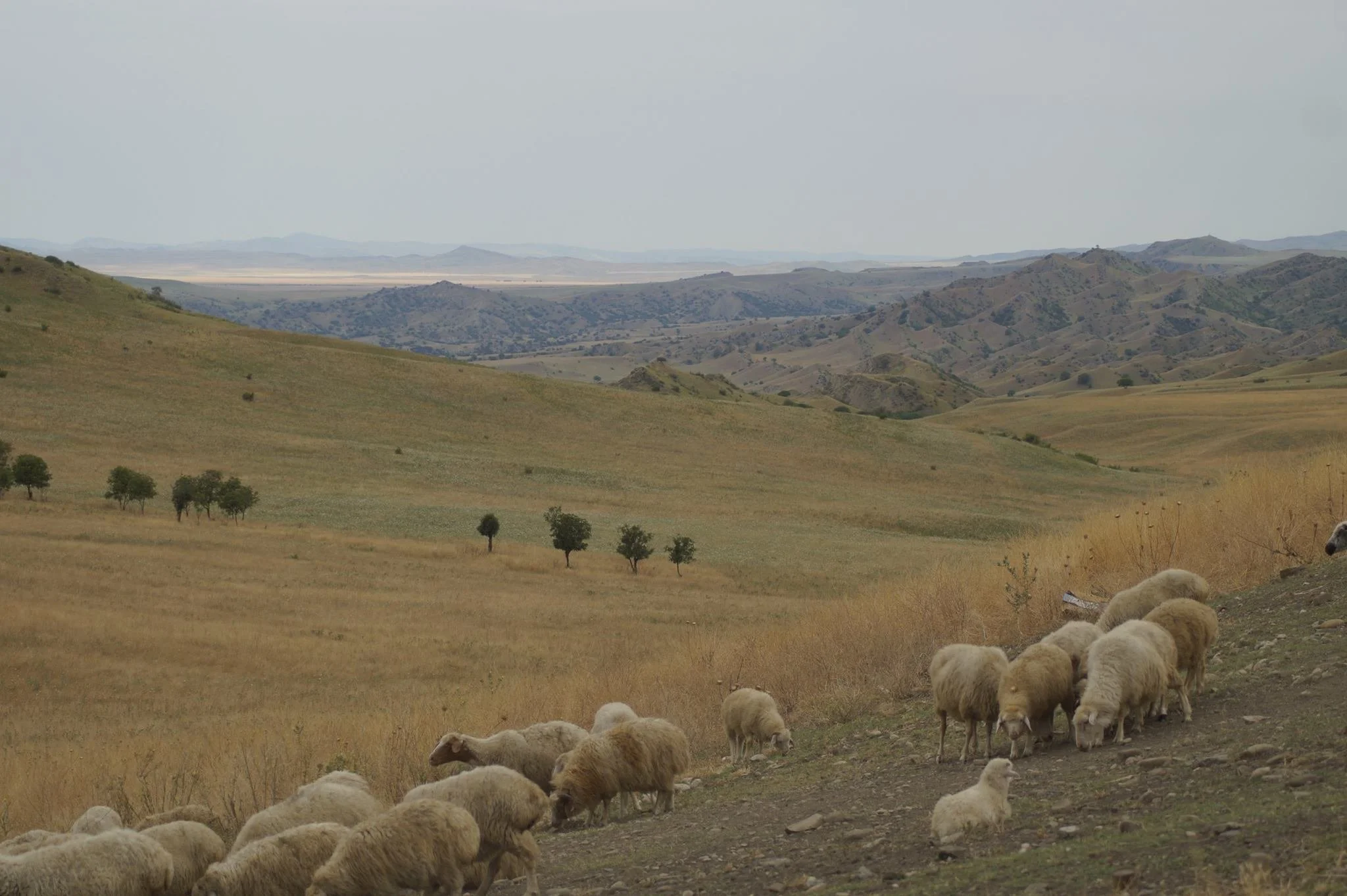 Vashlovani's Wastelands: An Extreme Desert Ecosystem to Preserve