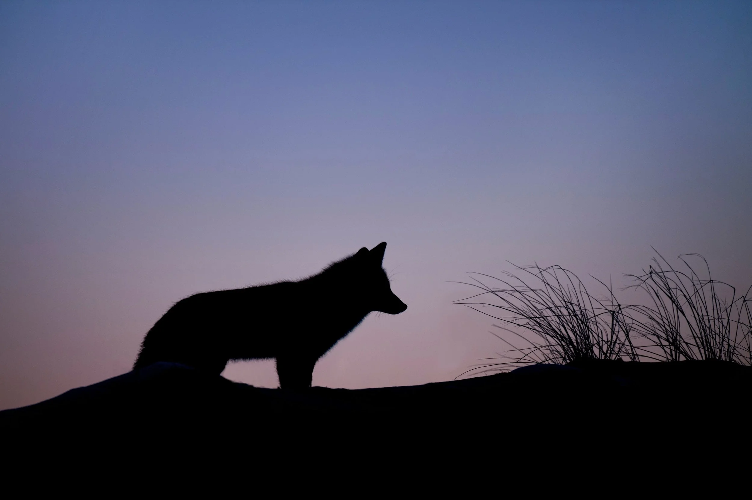 hour of the wolf