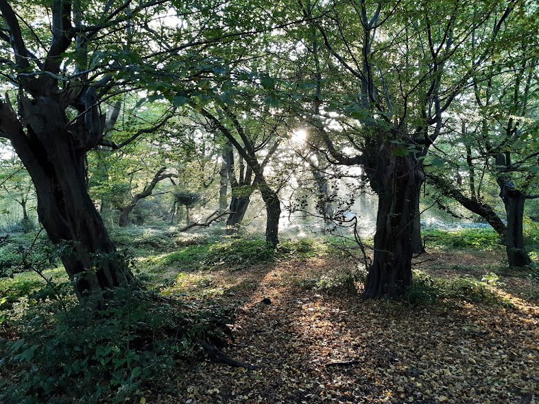 Earth Breeze Eco Sheets Keep Your Clothes Clean and Forests Thriving