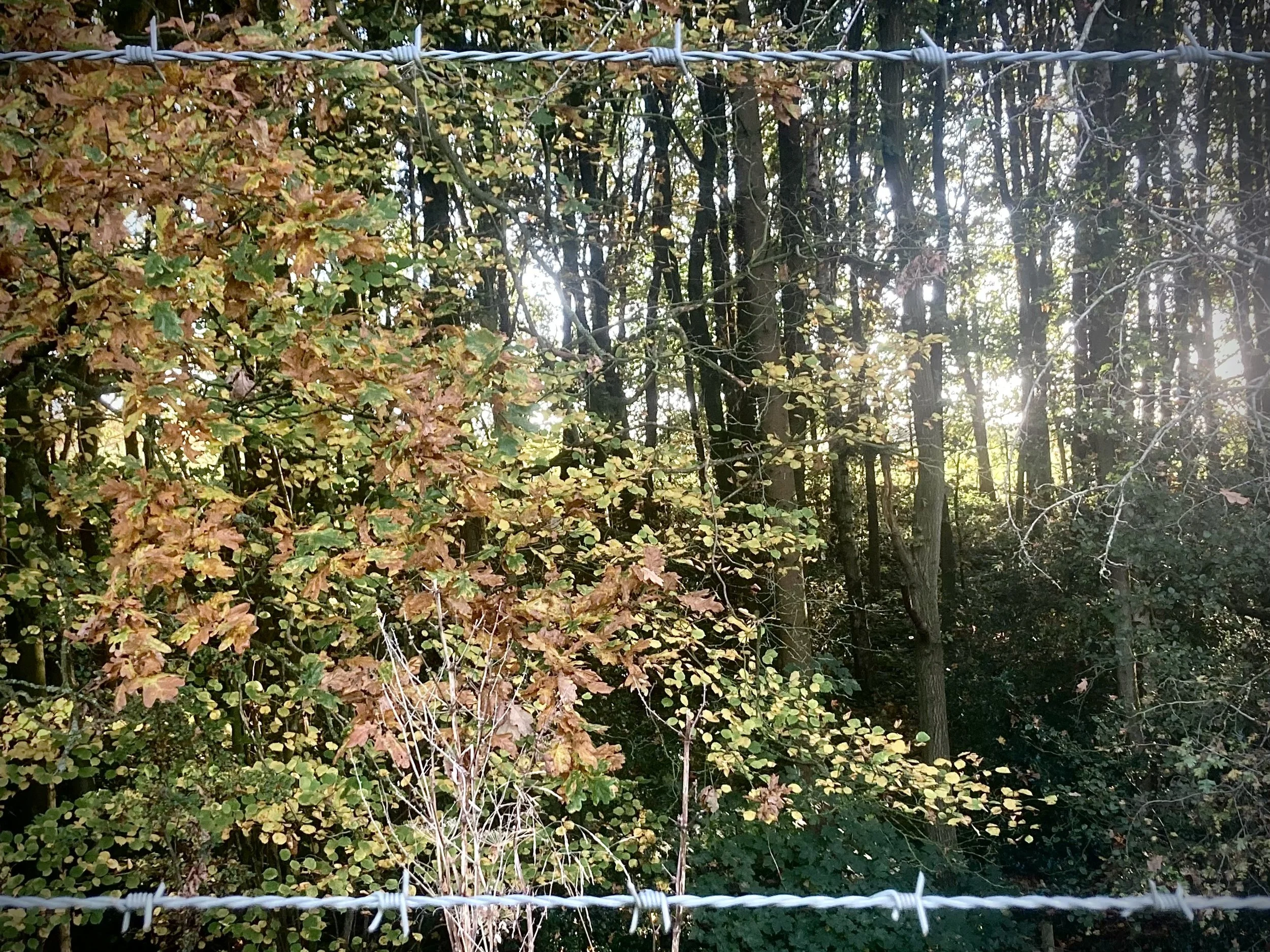 Gibbet Wood and barbed wire.jpg