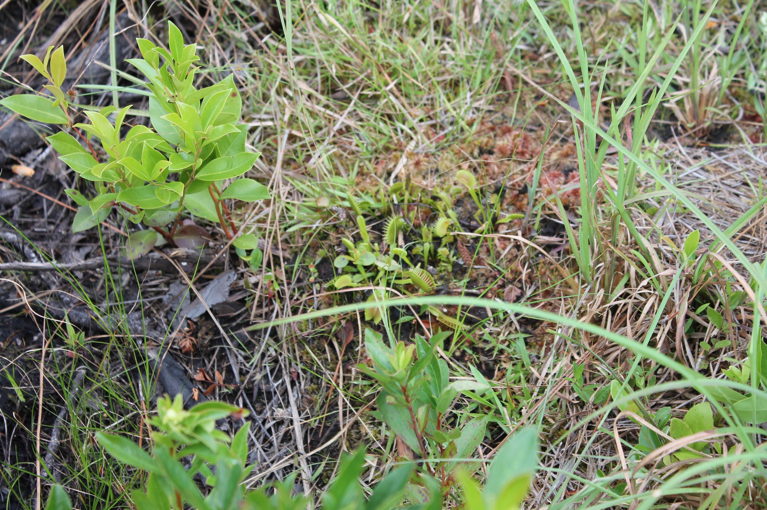 Venus flytrap in North Carolina.JPG