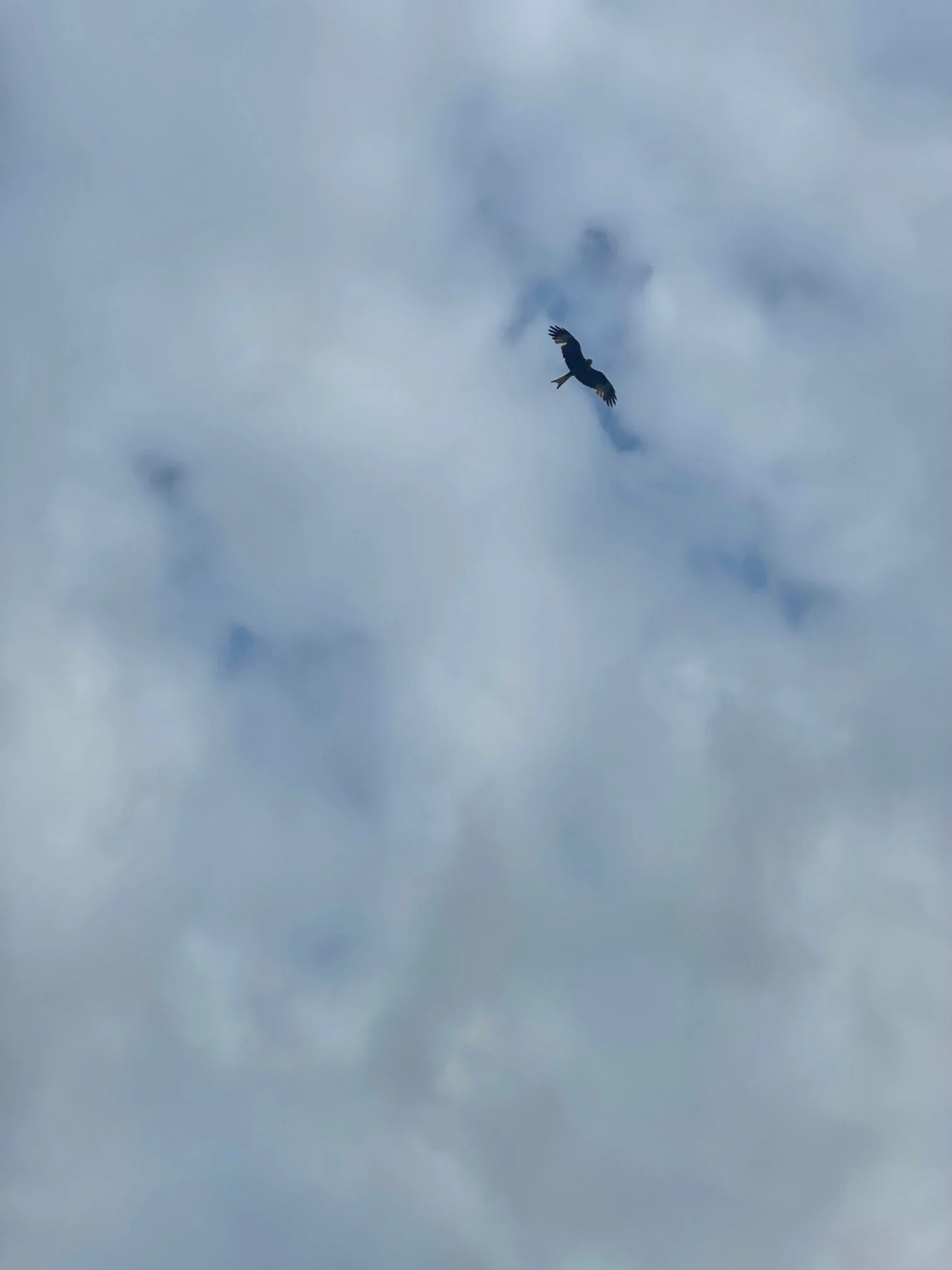 red kite.jpg