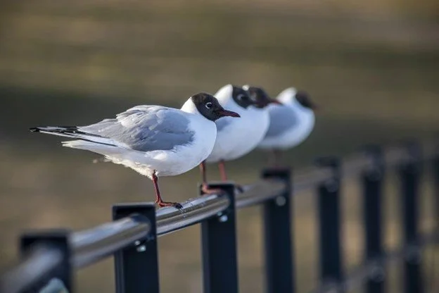 Black headed gulls.jpg