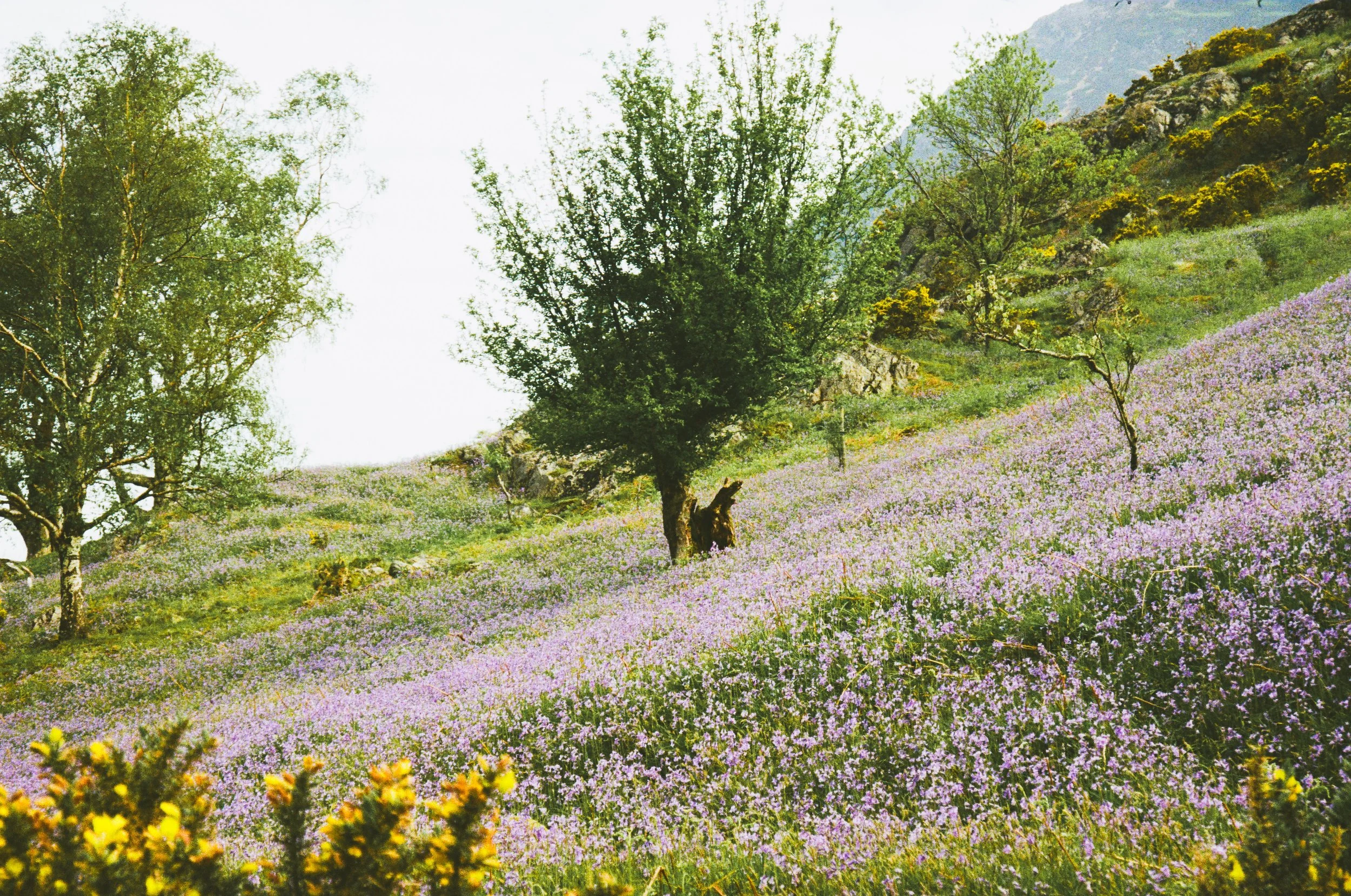 Rannerdale Bluebells-3 - A Milne.jpg