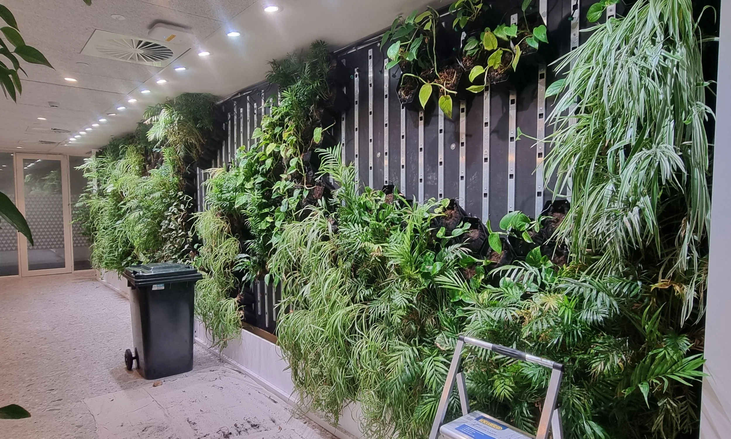 Indoor greenwall installation in progress inside a commercial office hallway, showing partially planted panels, tools and equipment, and lush indoor plants being added as part of a professional plant hire and maintenance service.