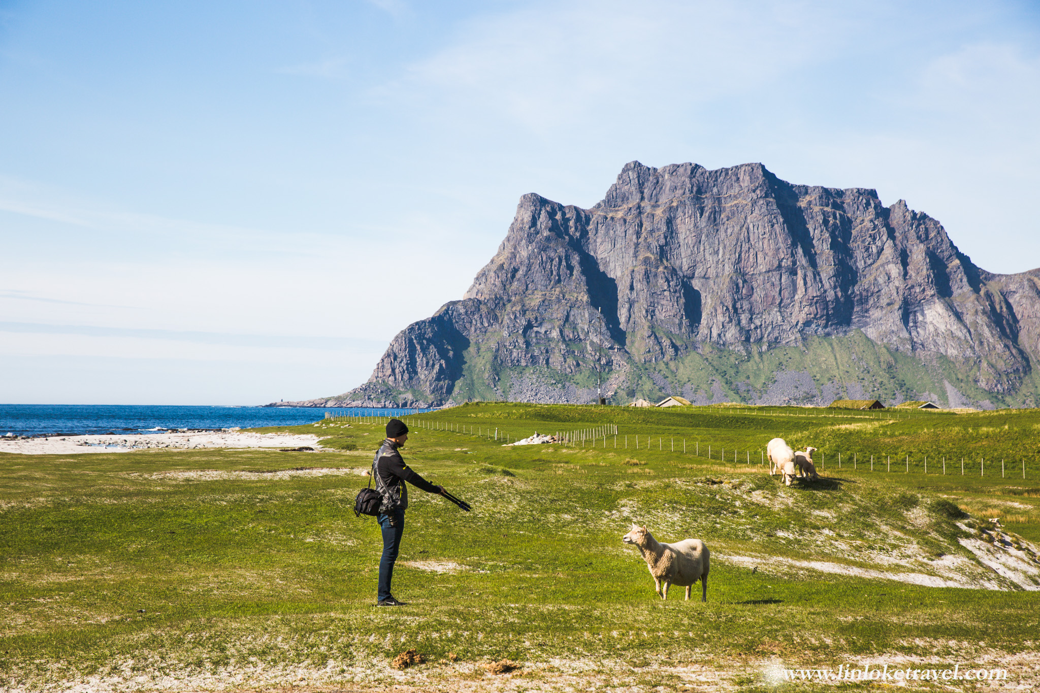 Adam interacting with the local sheep community at Uttakleiv