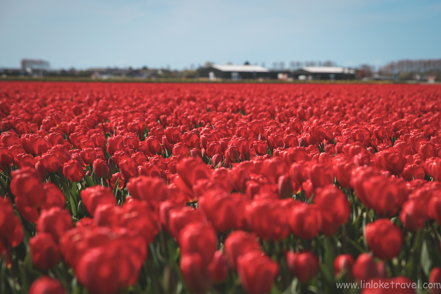 Bold red tulips