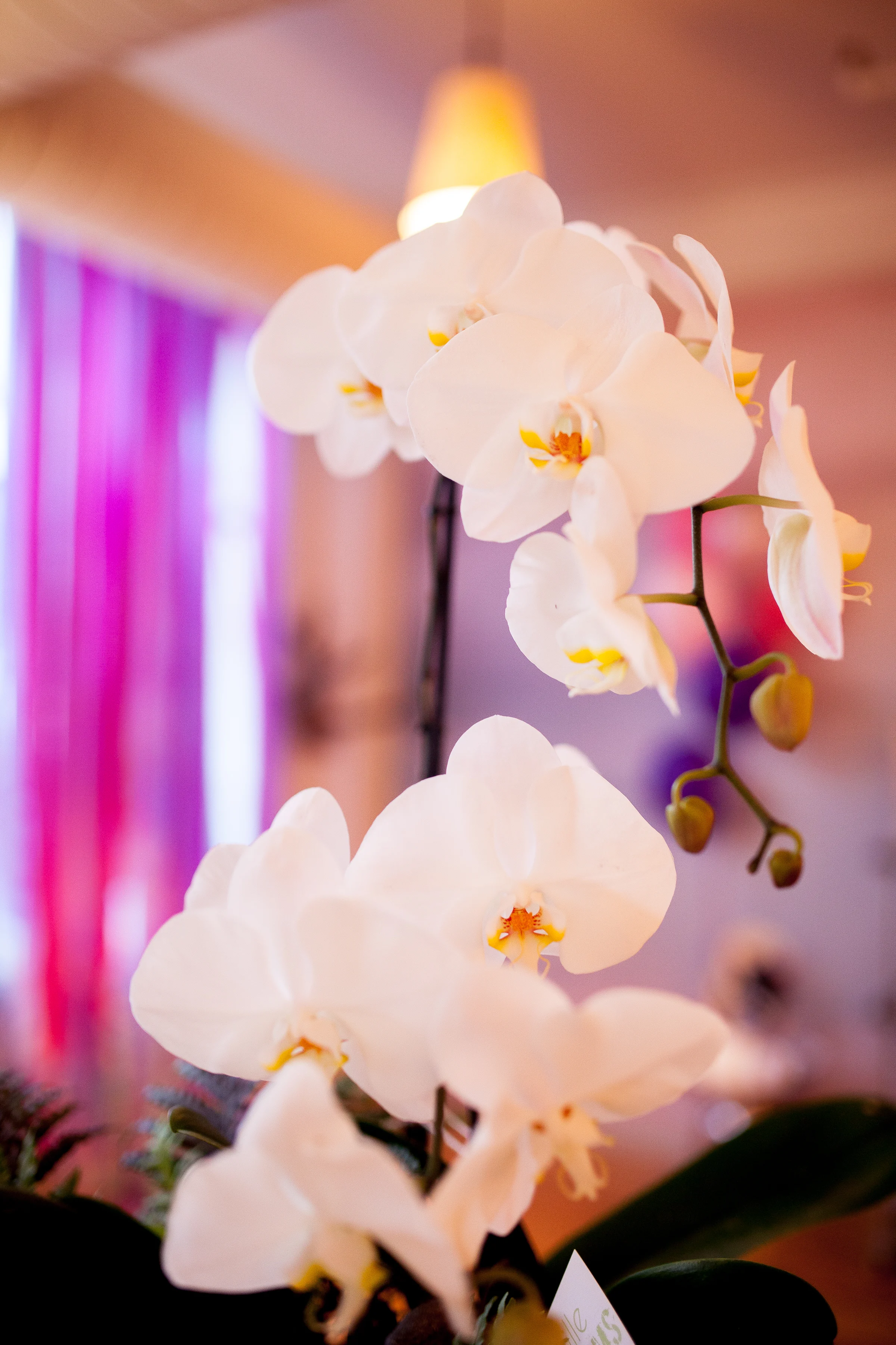 Orchid by Cville Blooms