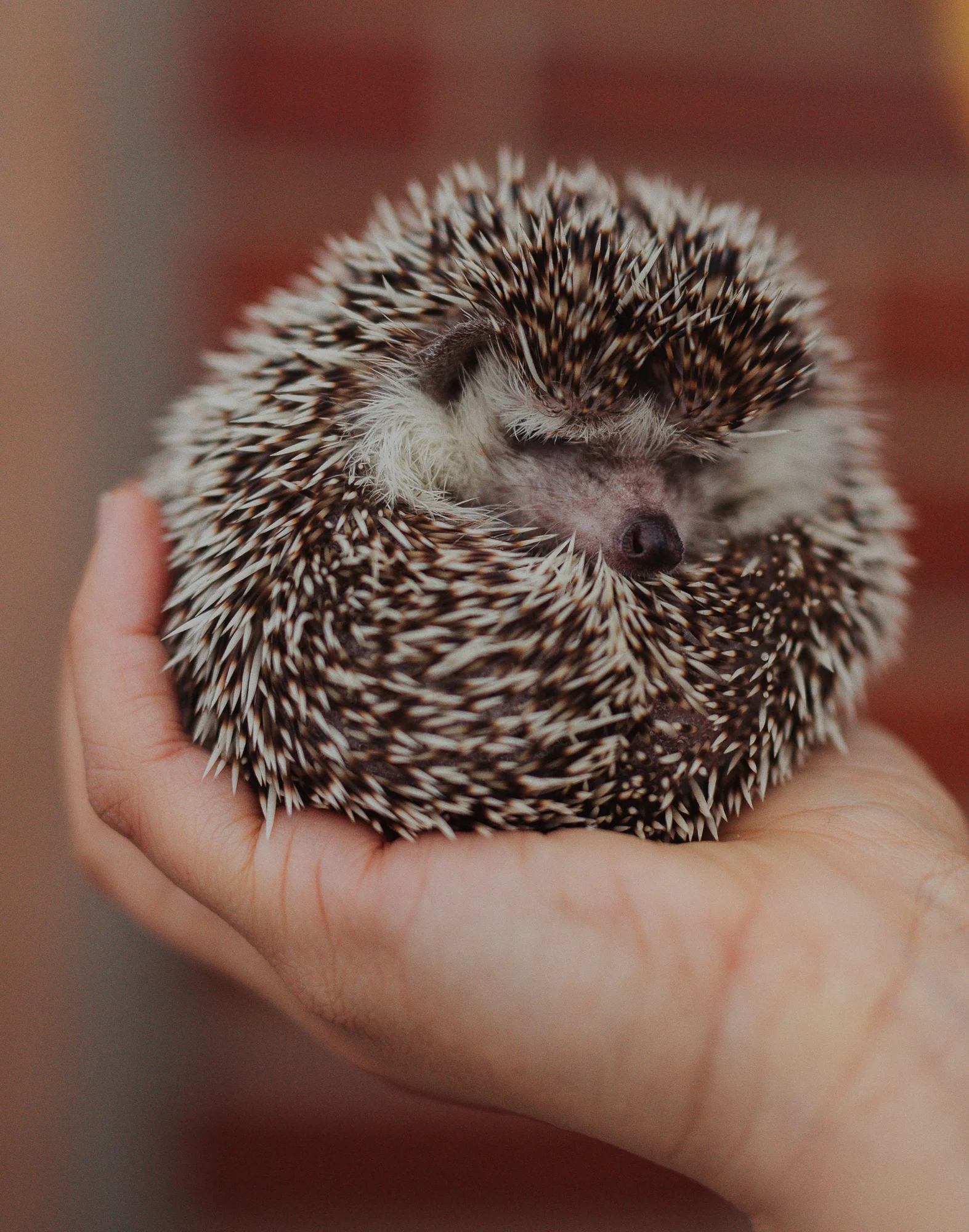Playful and Colorful LGBTQ wedding inspiration styled shoot with hedgehog, dog, and iguana in Columbus Ohio