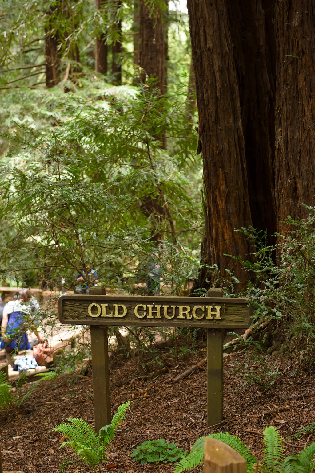 43rd Ave Photography Redwoods Wedding