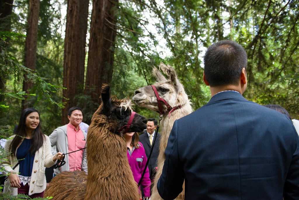 43rd Ave Photography Redwoods Wedding