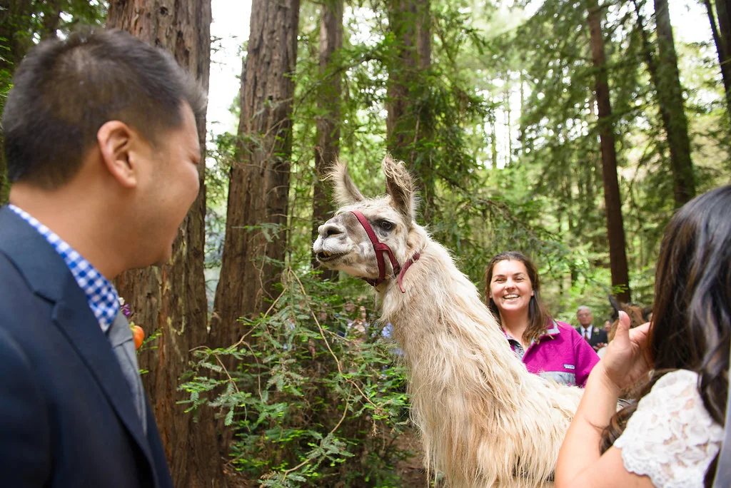 43rd Ave Photography Redwoods Wedding