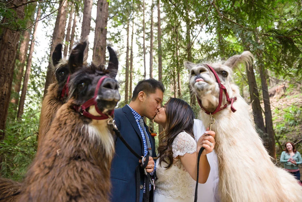 Real Couples // Llamas and Piñatas in the Woods: Amy + Adam