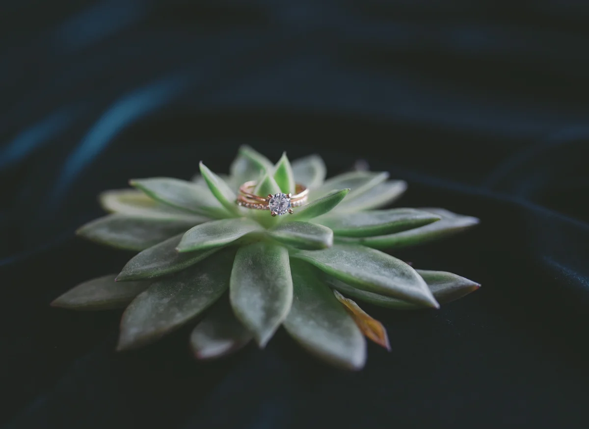 we are young worth the wait studios diamond ring on succulent plant