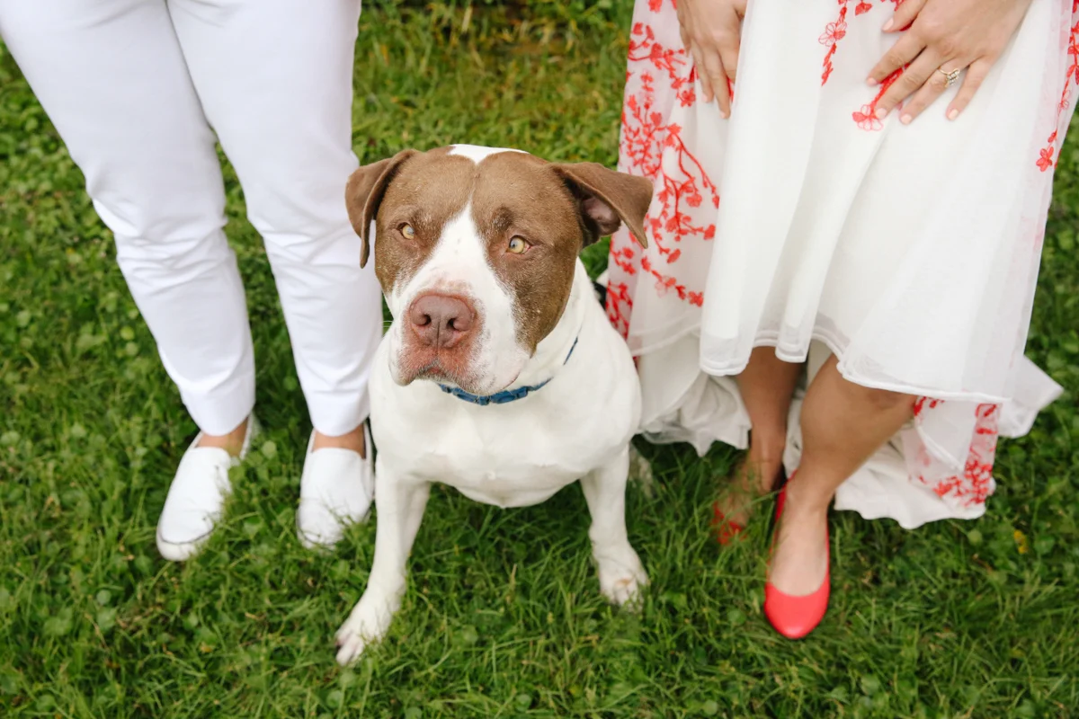 gulf shores destination wedding buck jones the dog with couple
