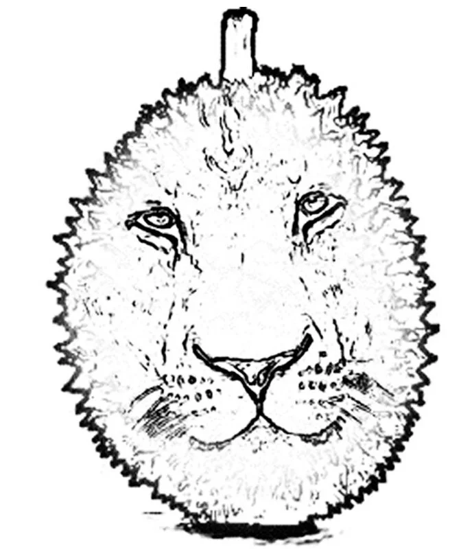 Durian &amp; The Lyon Haberdashery