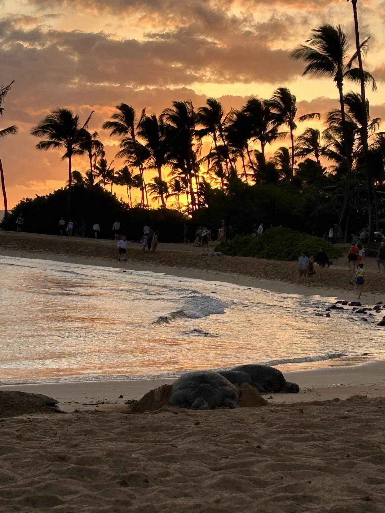 Kayla Hawaii susan Blume.jpg