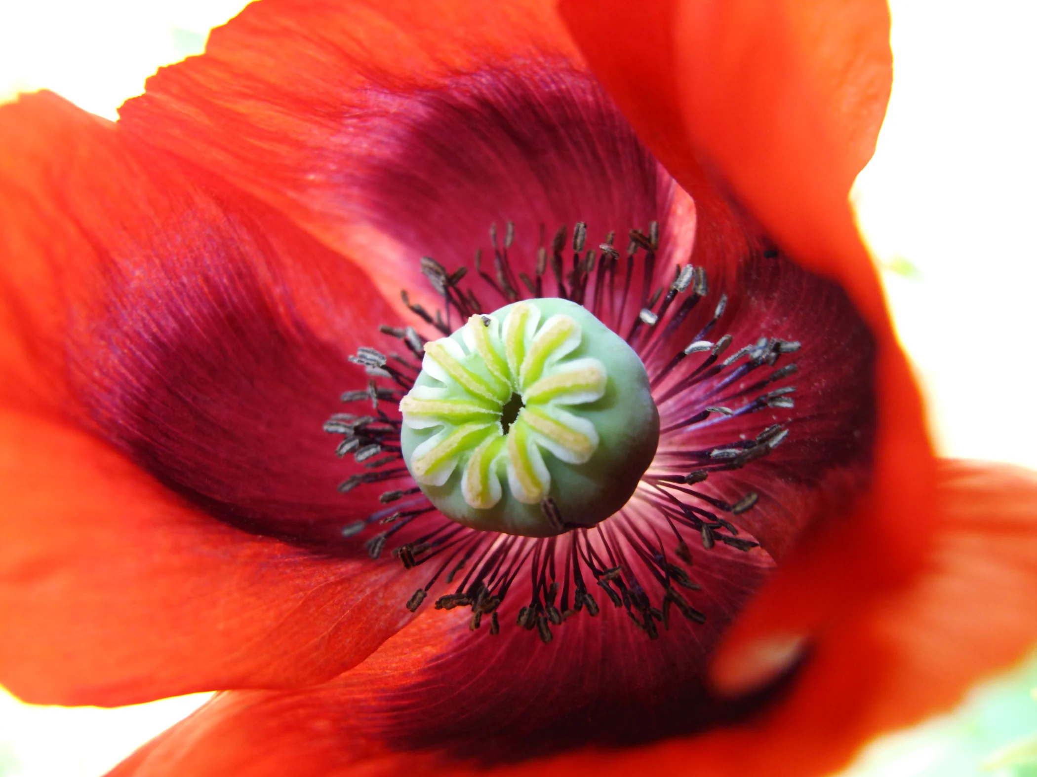 Poppy Small Final.JPG