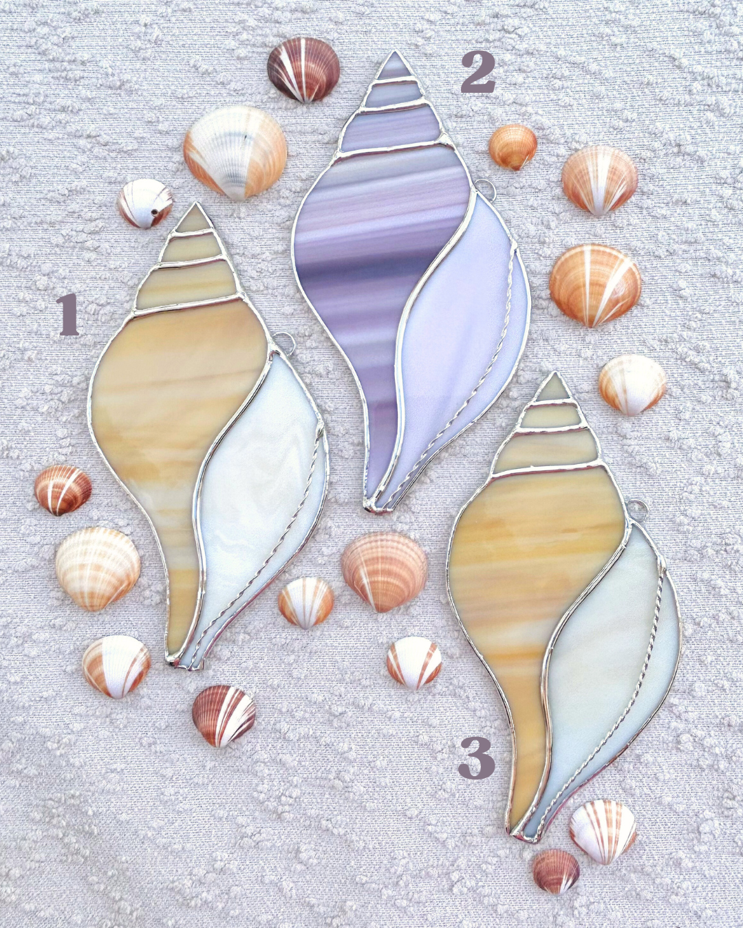 large tulip shells(1).png