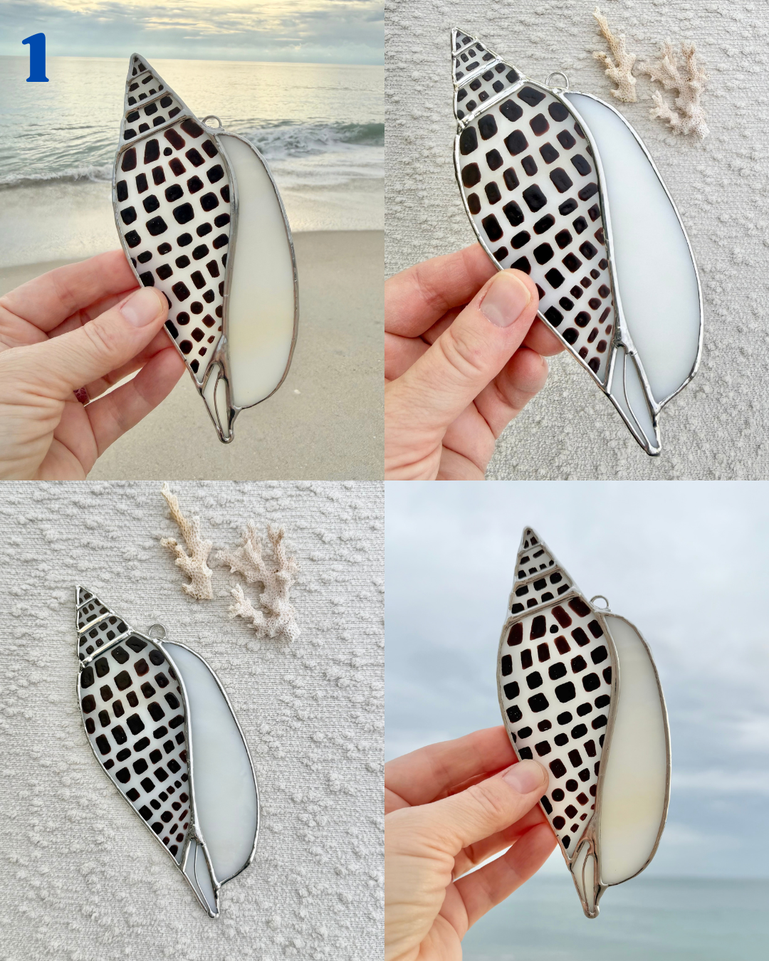 junonia may birth shell.png