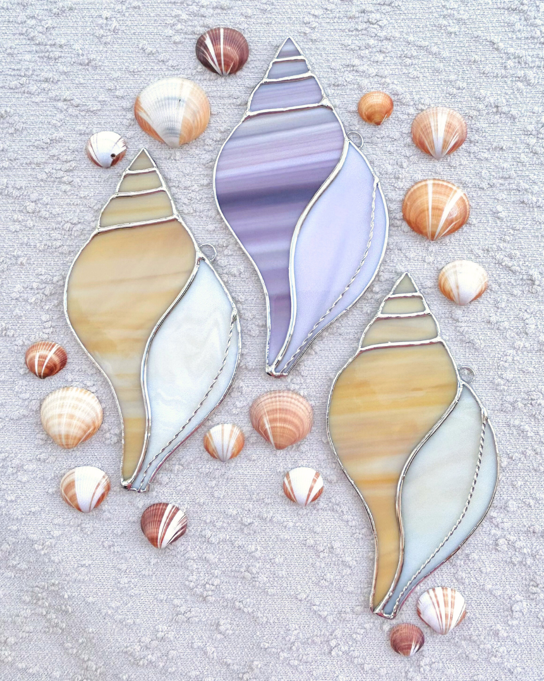 large tulip shells.png