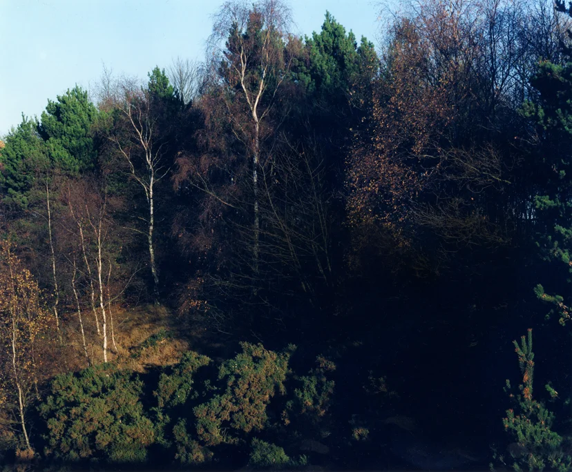 webforrest.jpg
