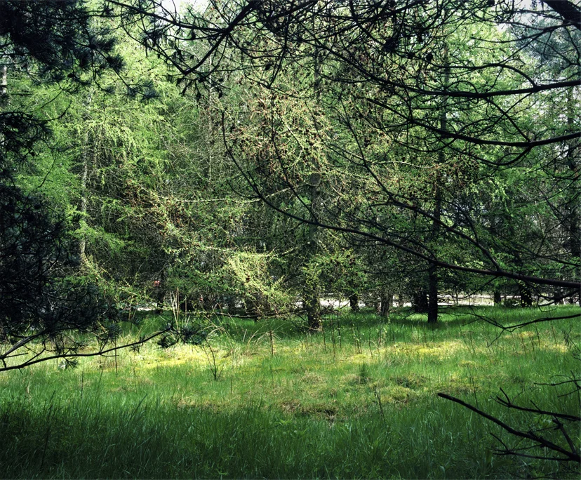 webexeter wood light.jpg