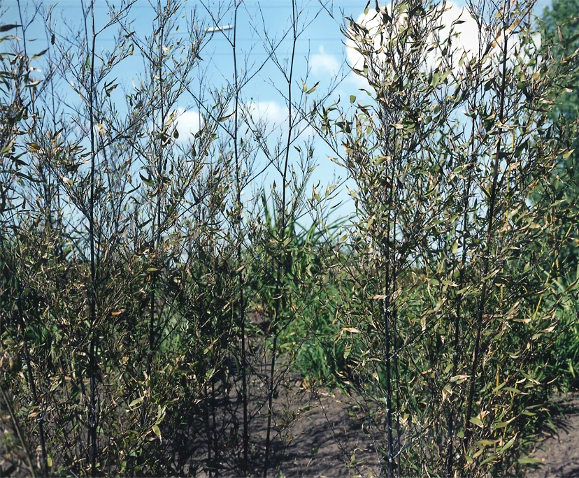 webnature fence.jpg