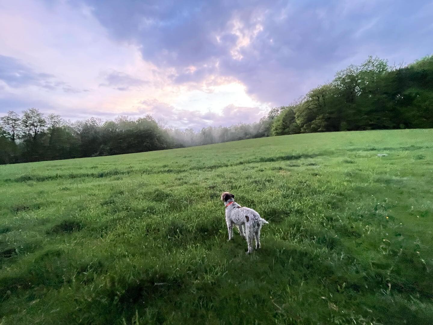 On magnificent evenings like this, after a torrential rainfall and the sun returns, when a mist forms above the fields, amongst all the glory of nature, Hugo and I ask ourselves, should we pick up golf? 

#nature #farmlife #connecticut #newenglandliv