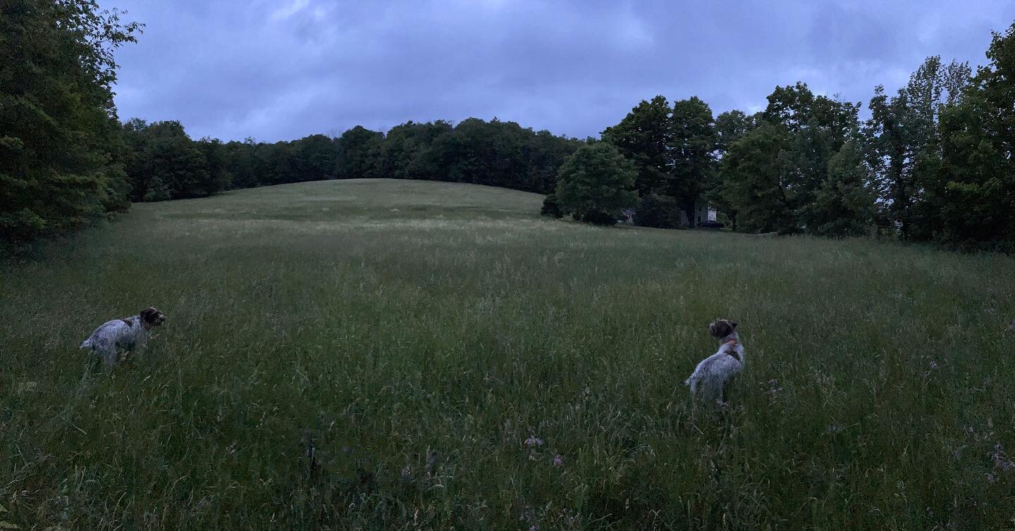 Hugo, sensing a lowering barometric pressure or a bear employs the old hunting dog trick of appearing in two places at once. 

#germanwirehairedpointer #countrylife