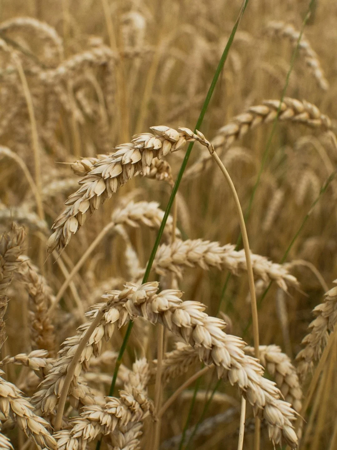 Since opening in Wandsworth we&rsquo;ve welcomed lots of new followers on here, so we thought we&rsquo;d share a little more about our suppliers and what you&rsquo;re really tasting, from grain to loaf.

🌾 These golden fields of wheat (📸 courtesy o