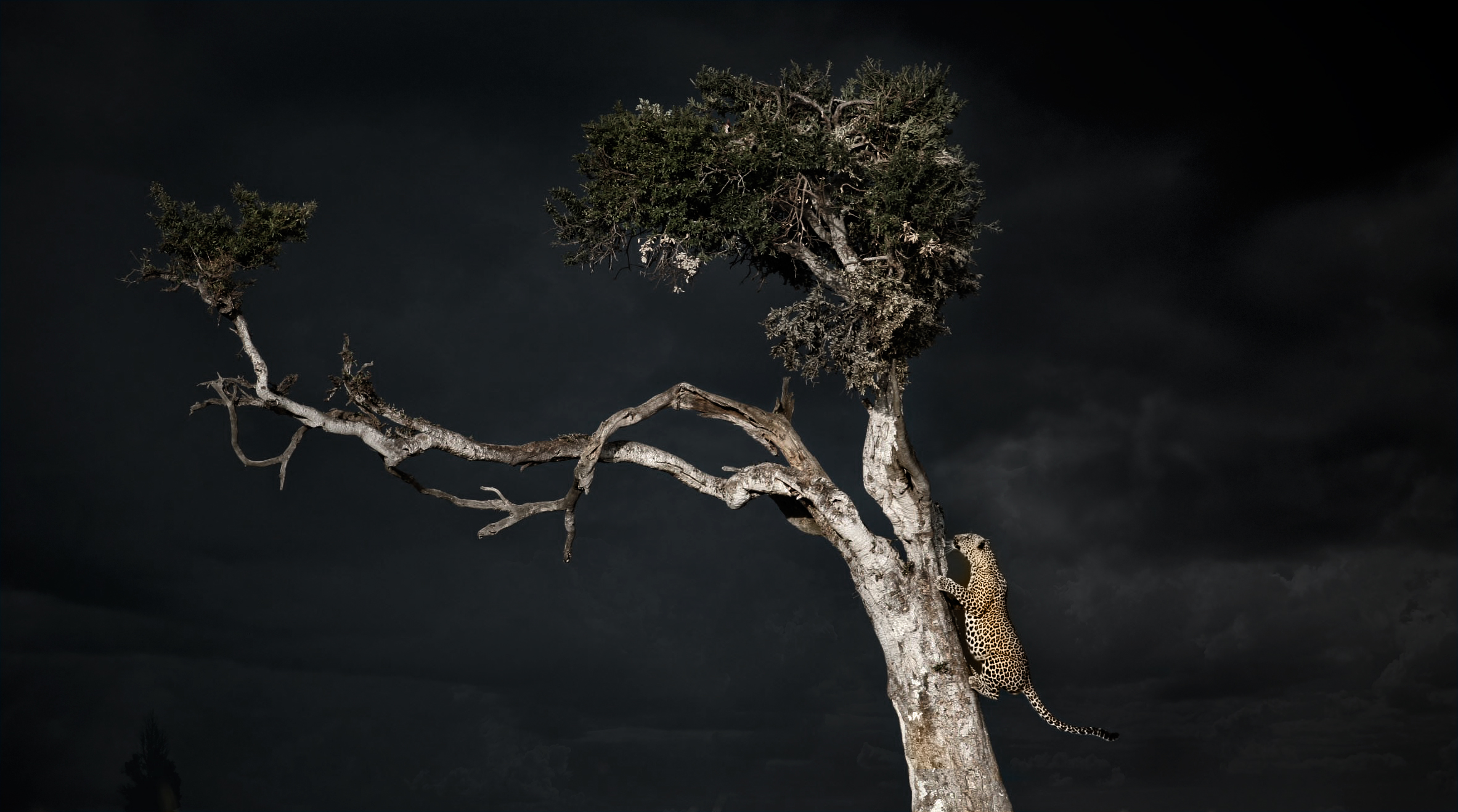 Chui-climbing-tree-in-storm-Mara.jpg