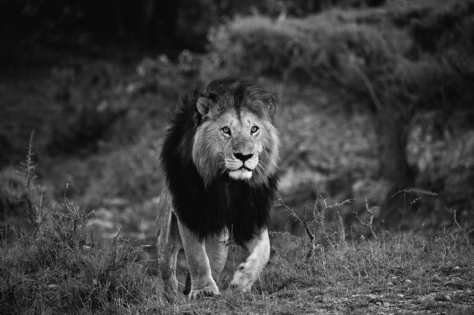 Notch male lion Mara-7995.jpg