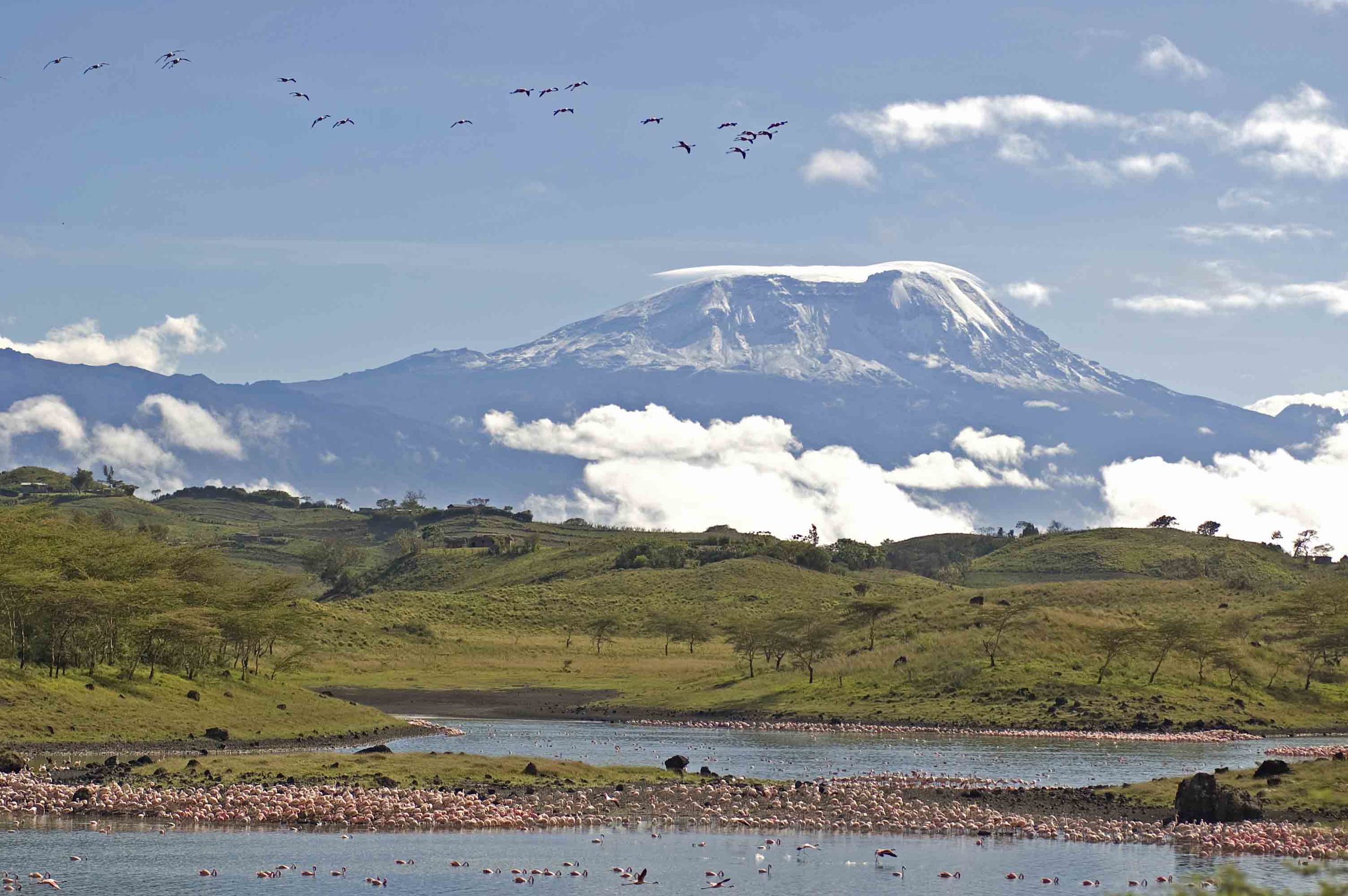 Kilimanjaro Momela lakes Flamingoes.jpg