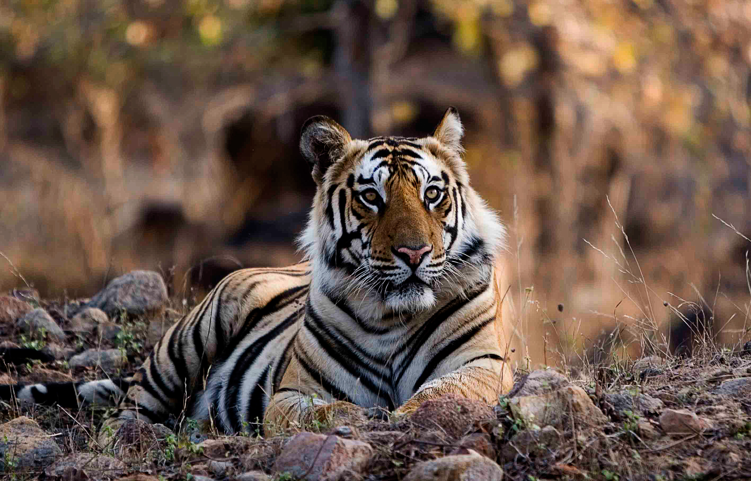Tiger-Male-morning-Bandhavgarh-2007.jpg