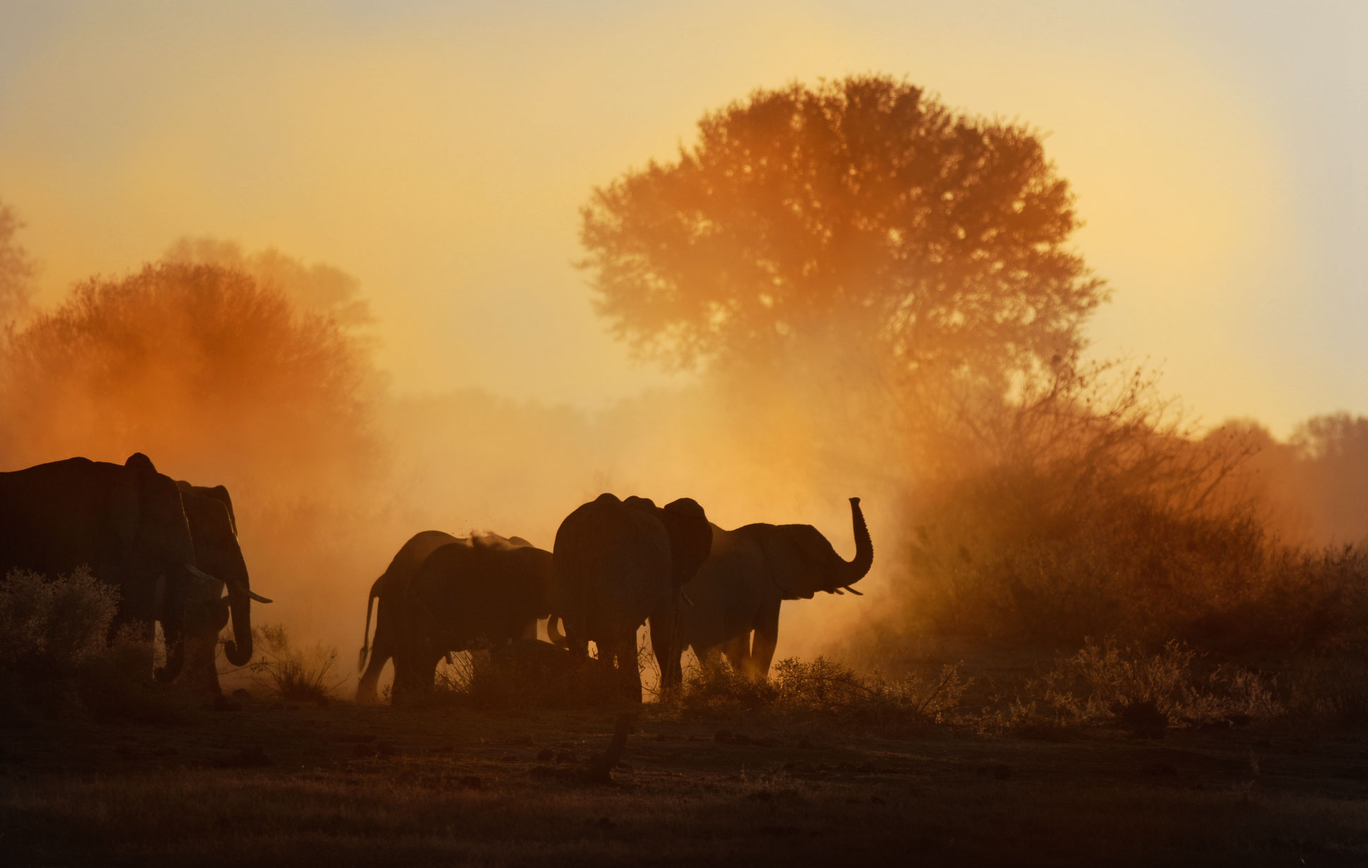 Herd-Elephants-N-Botswana1.jpg