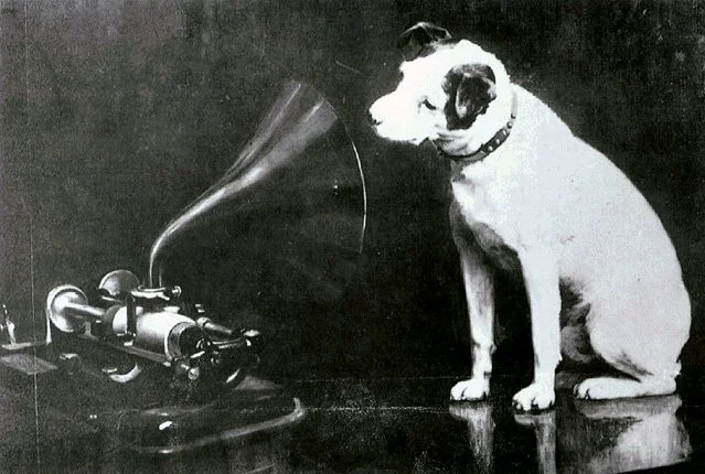 Nipper(圖片來源: Wikipedia )