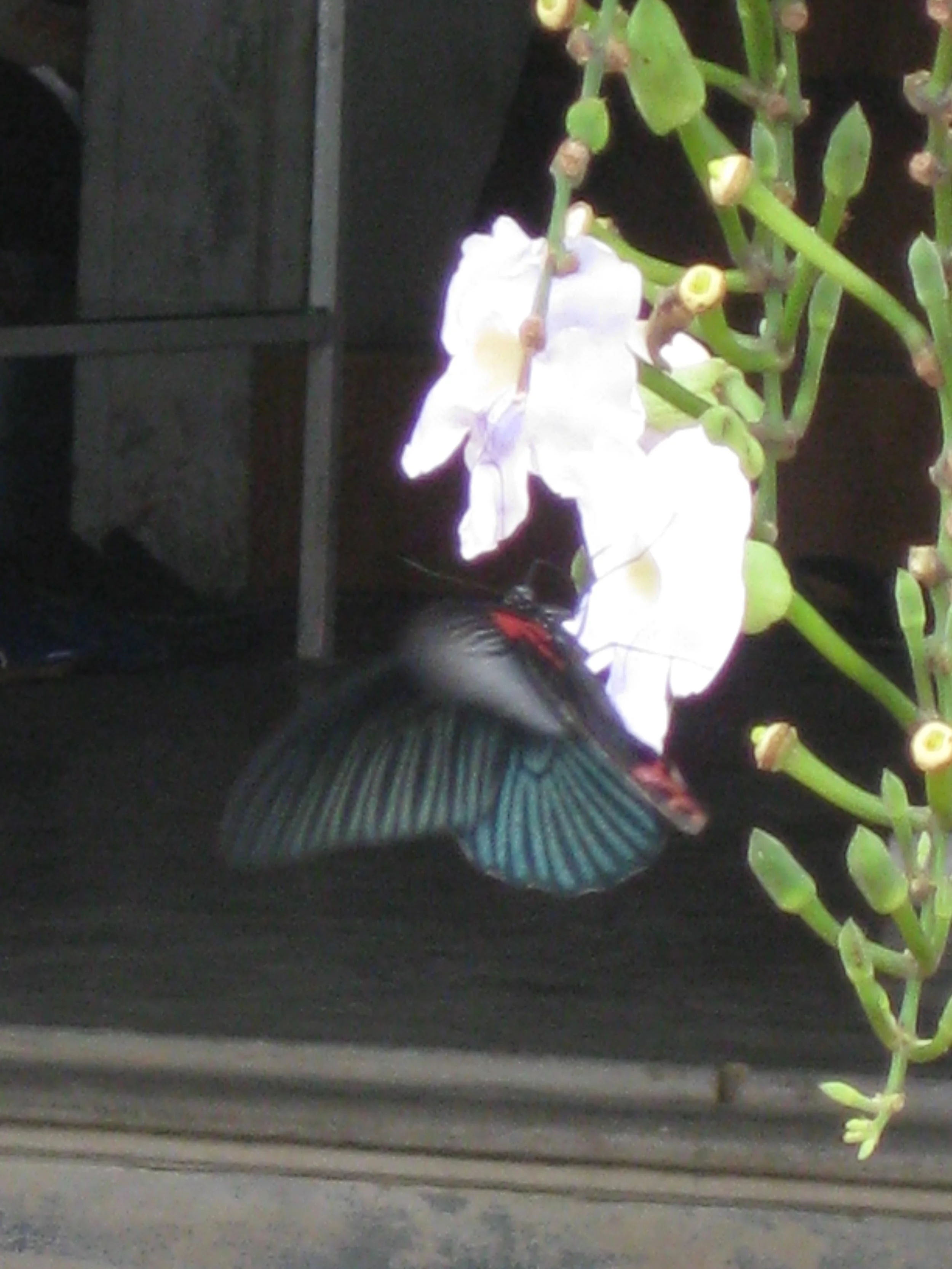 IMG_5732.JPG