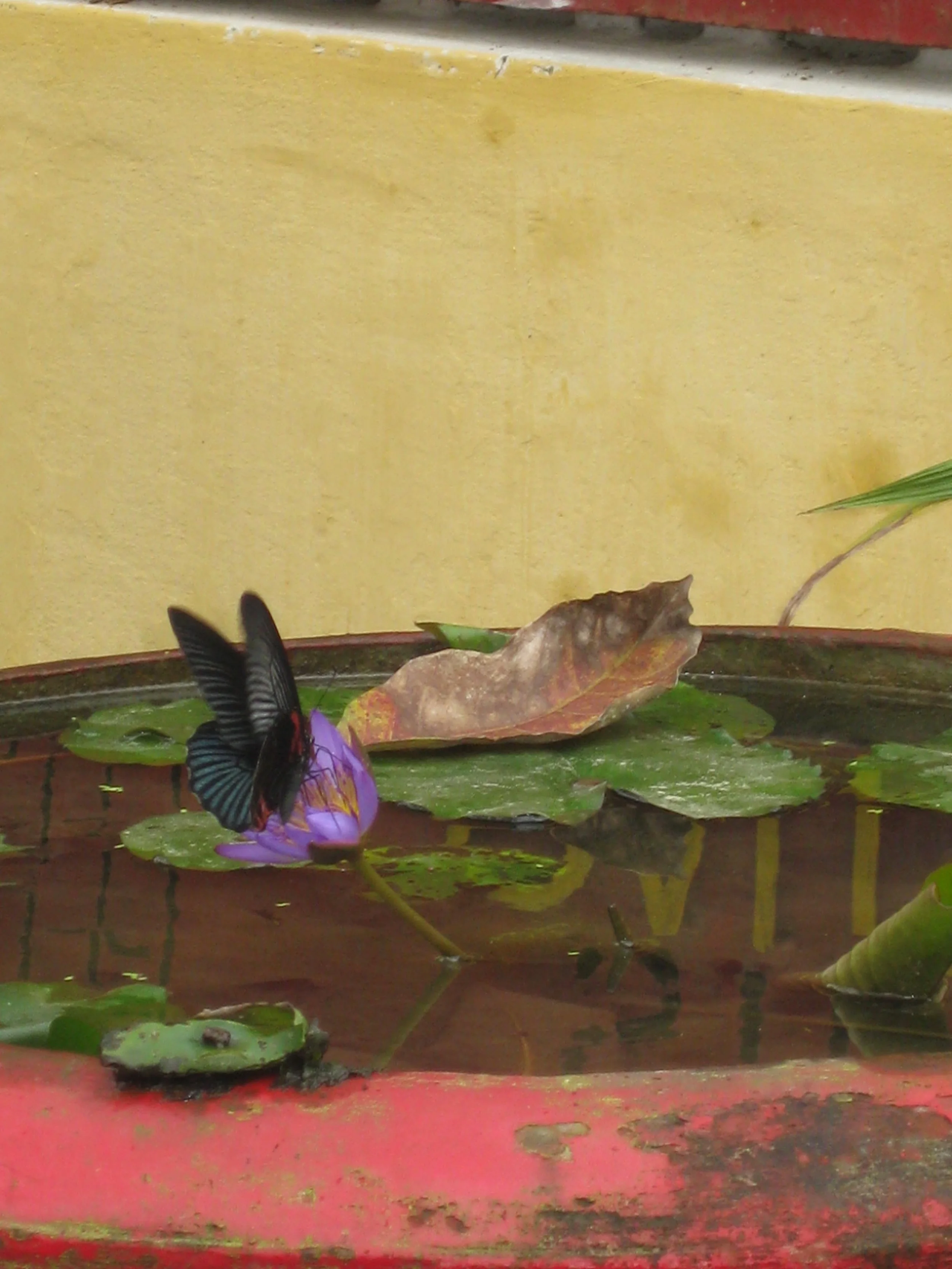 IMG_5731.JPG
