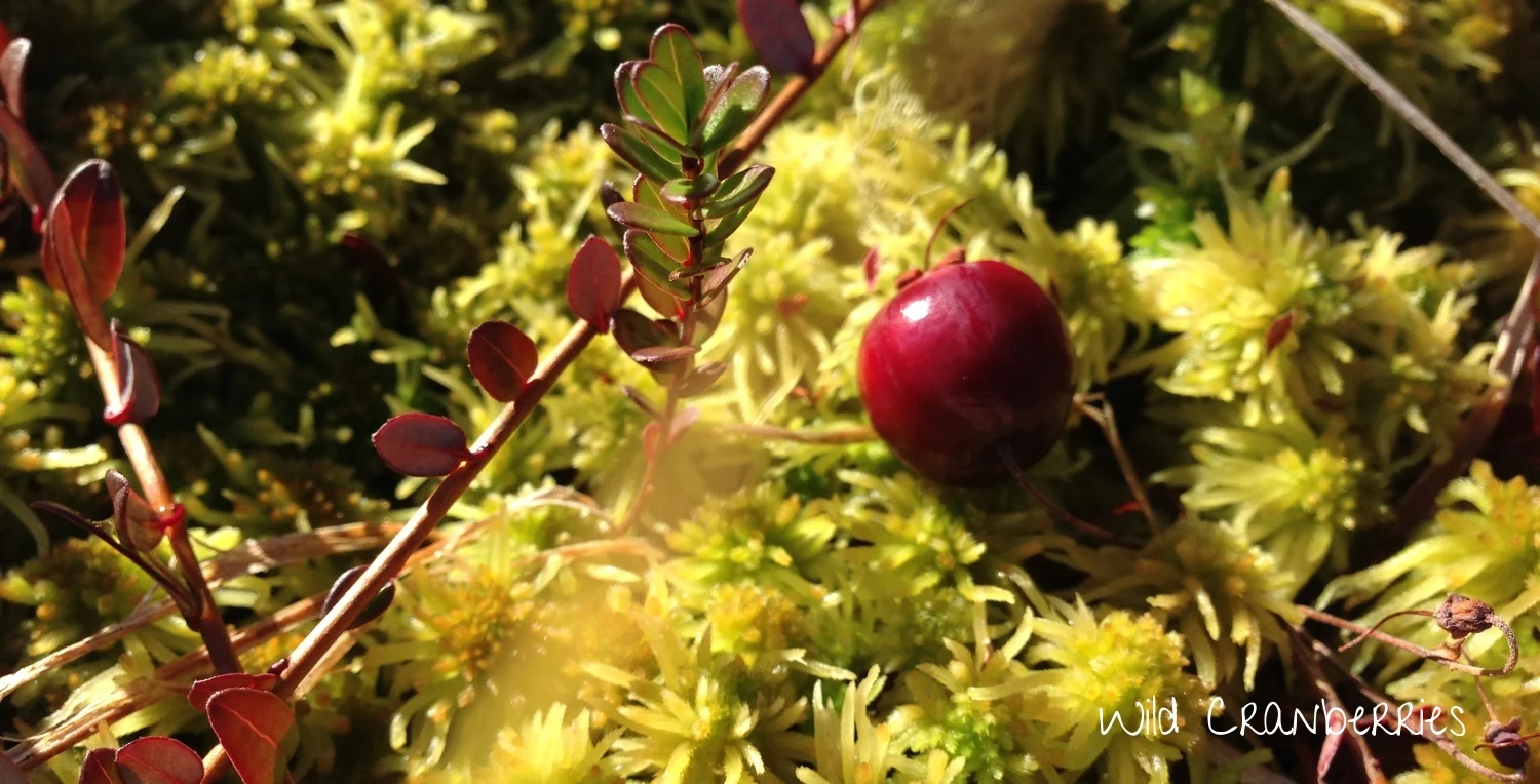 Oct-Nov 2013 062.JPG