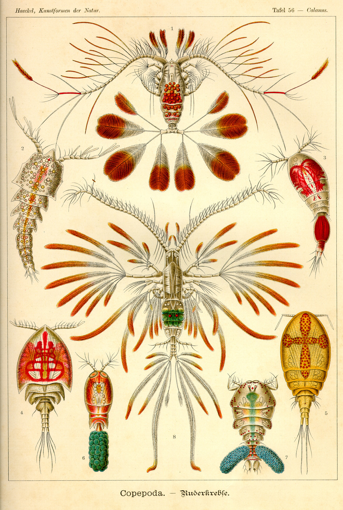 Inspiration / Ernst Haeckel