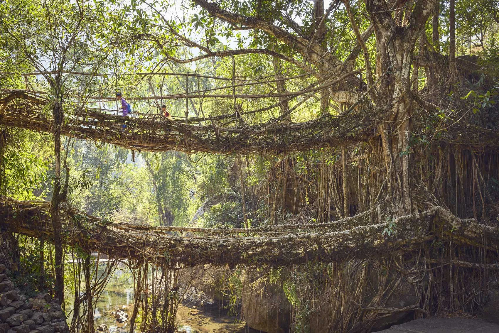 02_STOKES_INDIA_ROOT_BRIDGES_2.JPG