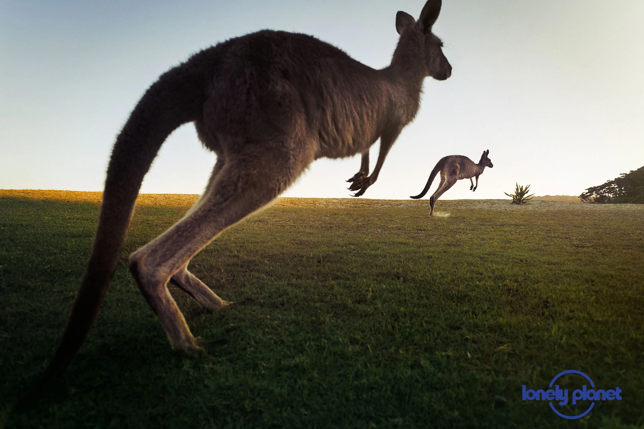 JONATHAN_STOKES_LONELY_PLANET_KANGAROOS.jpg