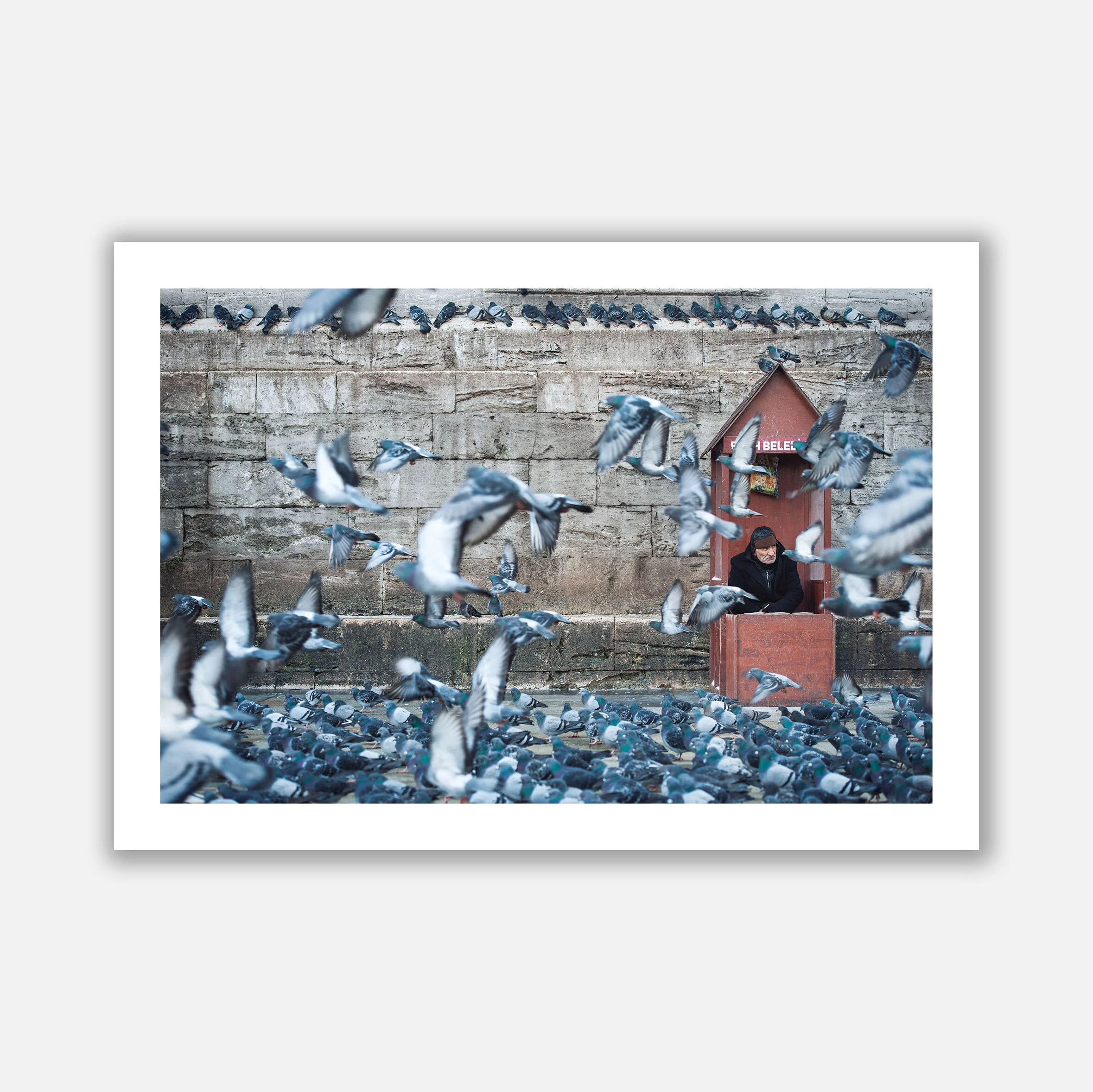 ISTANBUL_PIGEONS copy.jpg